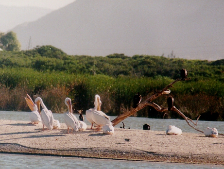 Pelicans; Ronde Vlei, Cape Town