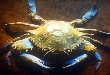 Background to the Blue Crabs Data