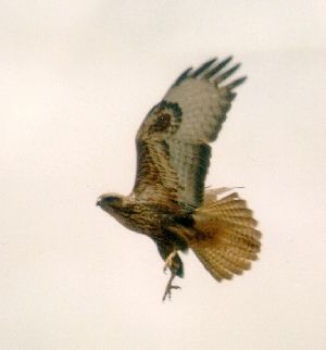 Steppe Buzzard; near Paarl
