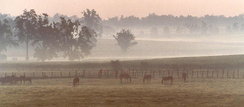 Horses